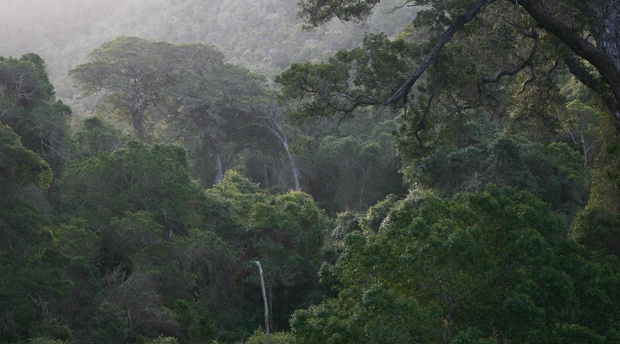 The Knysna Forests